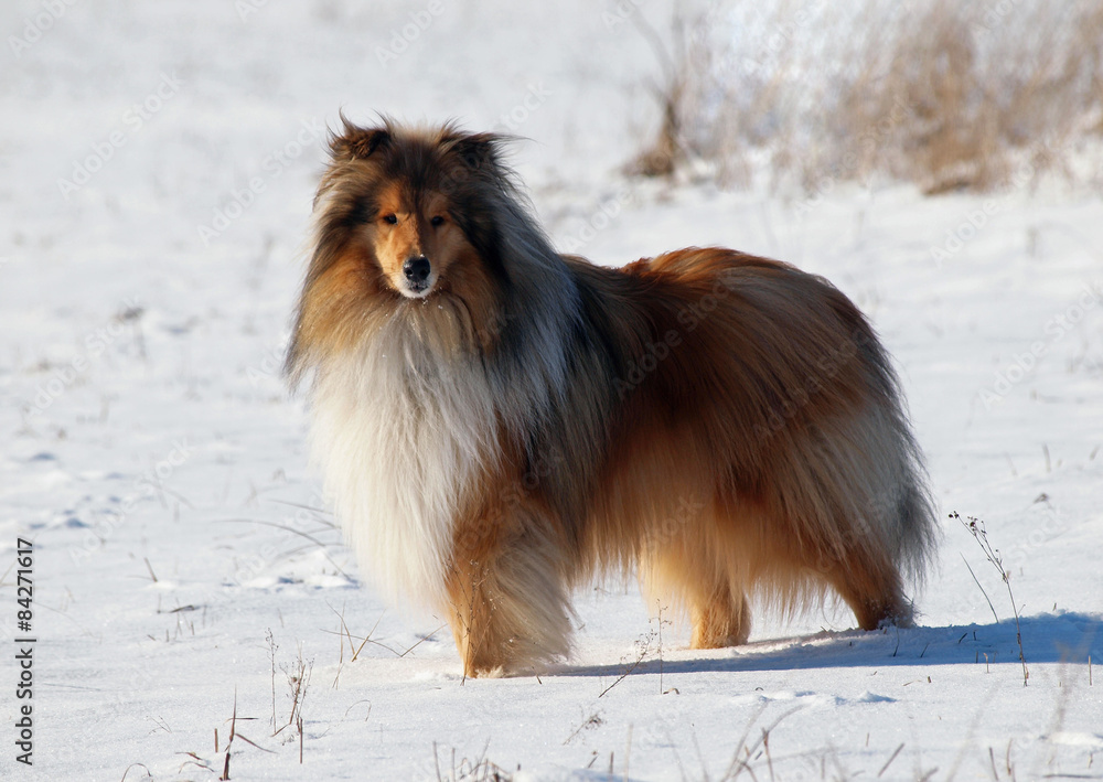 Red rough collie on a snow field
