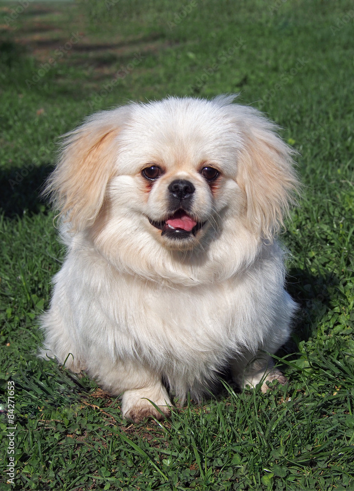 Beige puppy of breed pekingese sitting on spring lawn 
