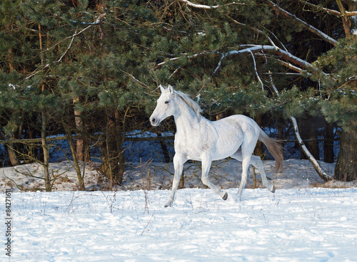 Grey horse  trotting on snow on a background a pine-wood