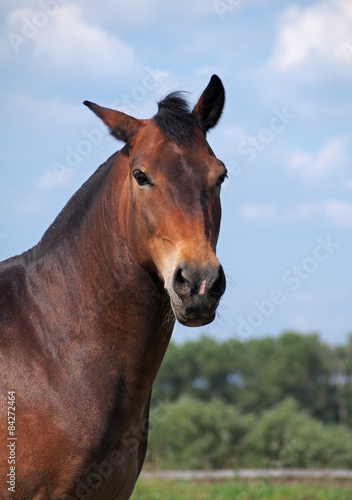 Portrait of of bay guzul horse on a sky   