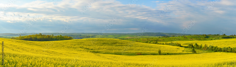 Panorama of spring flower field