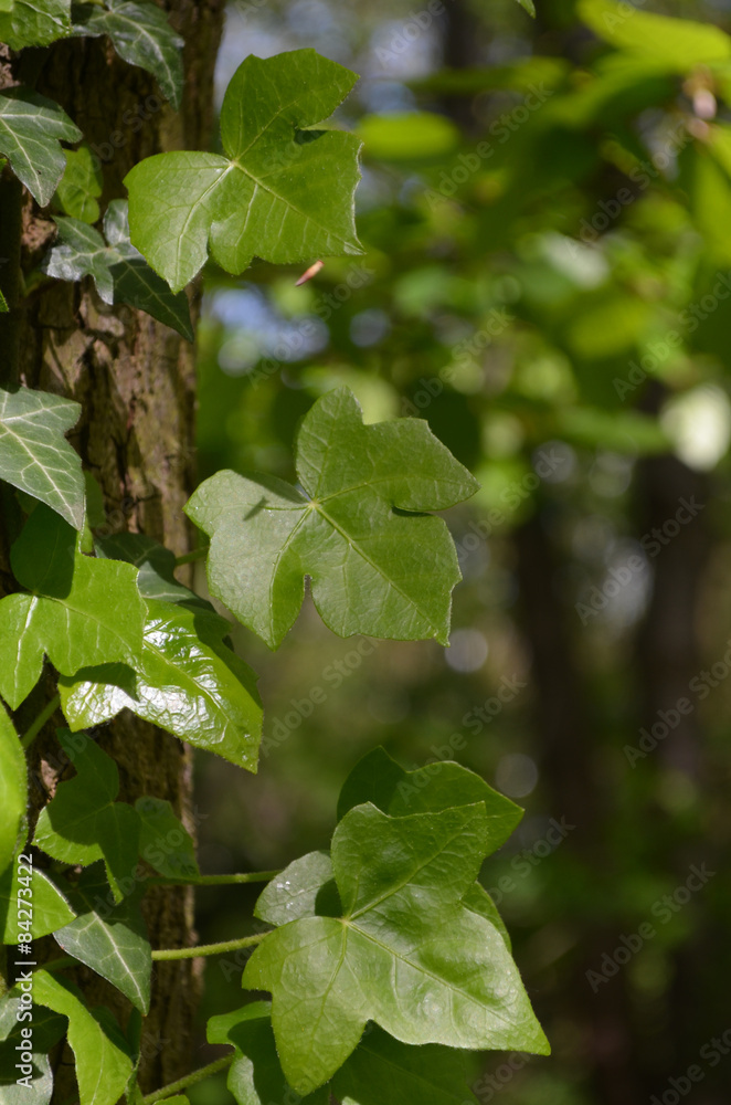 Obraz premium Green leaves of common ivy in forest