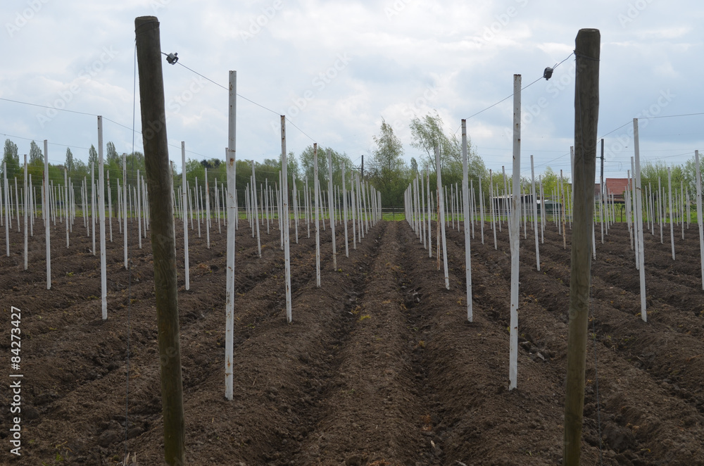 Fototapeta premium Wooden poles in a bare field to keep up plants