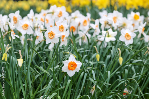 Fototapeta Naklejka Na Ścianę i Meble -  champ de narcisses professeur einstein