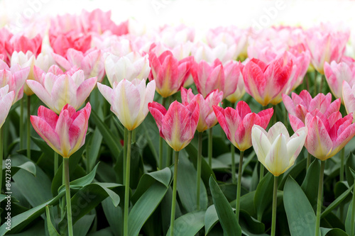 Fototapeta Naklejka Na Ścianę i Meble -  tulipe flaming purissima