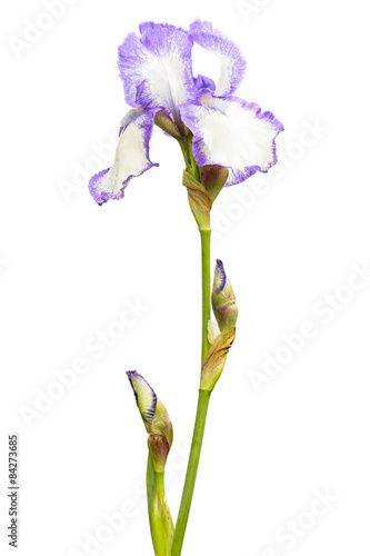 Fototapeta Naklejka Na Ścianę i Meble -  Irys (kosaciec) 