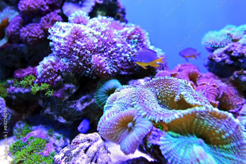 Obraz premium Marine life