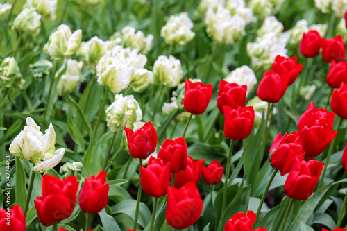 tulipes rouges et blanches