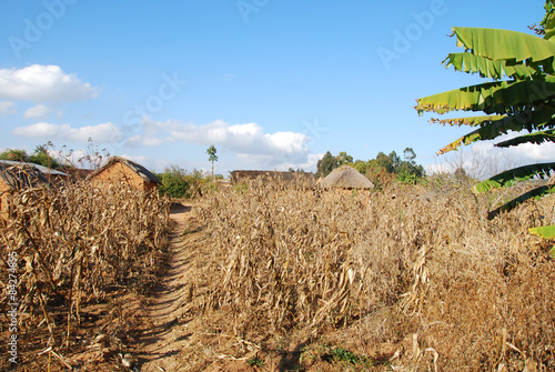 Cultivation of corn in Pomerini in Tanzania - Africa