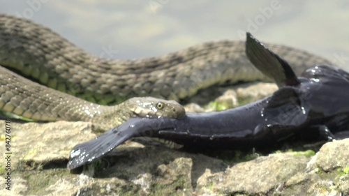 Snake River Natrix holds a river fish monkey goby in teeth on stones near water, Central Europe photo