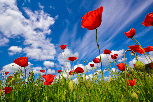Beautiful landscape of red poppy flowers field in summer season against the blue sky