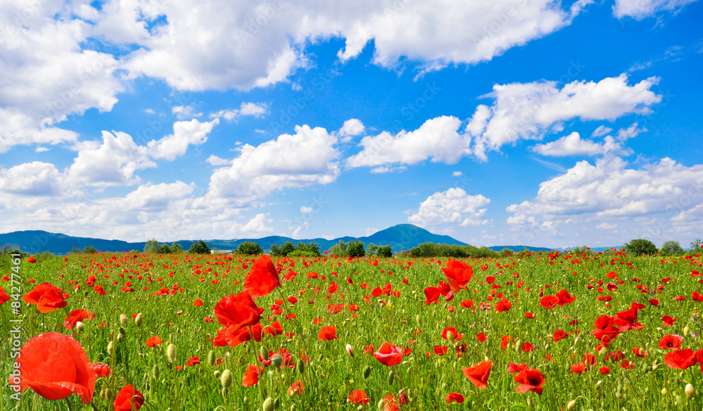 Panorama of poppy field and a blue sky in summer season, Romania
