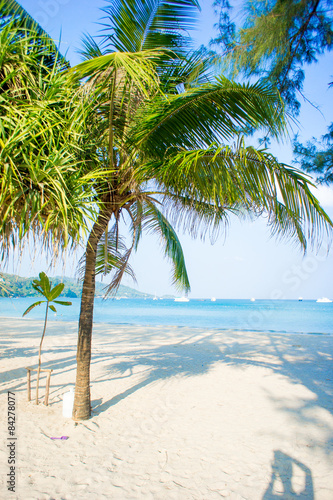 coconut tree on the huahin beach