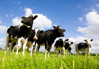 Foto auf Leinwand Kuh Holstein-Kühe  © Willy Mobilo