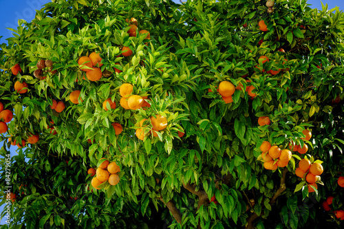 Ripe oranges. oranges on a tree