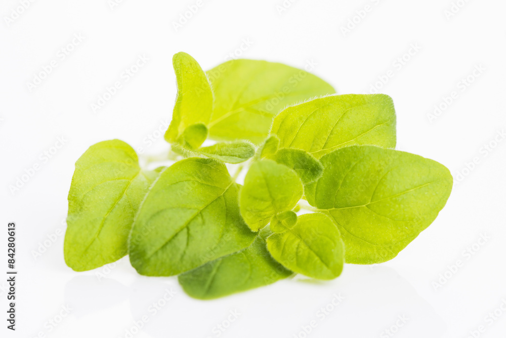 Obraz premium Twig of oregano on a white background