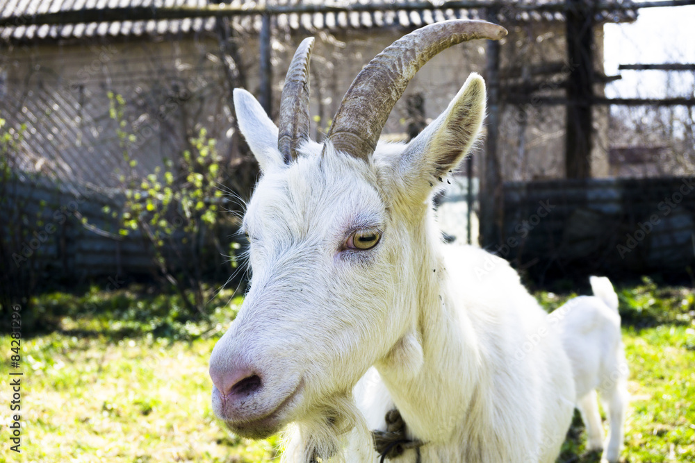 Fototapeta premium Goat in the garden