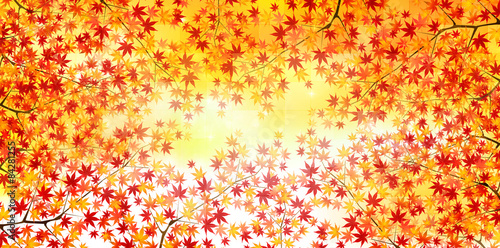 もみじ　紅葉　背景