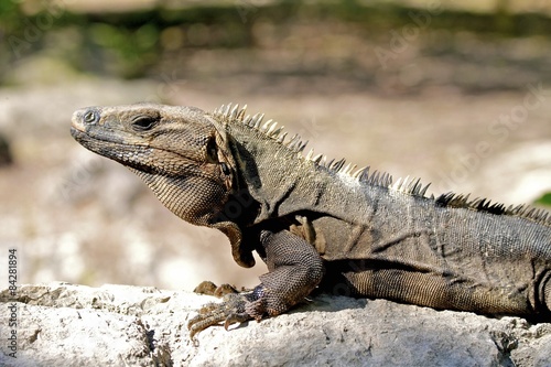 lizard sunbathing  mexico riviera maya