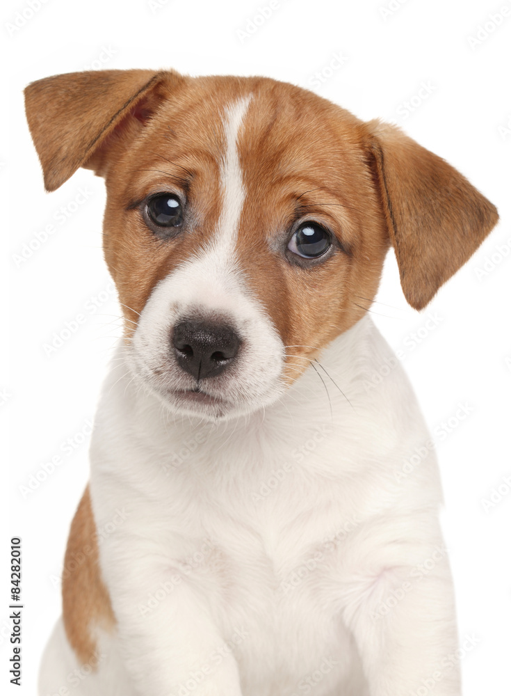 Jack Russell terrier puppy isolated on white background