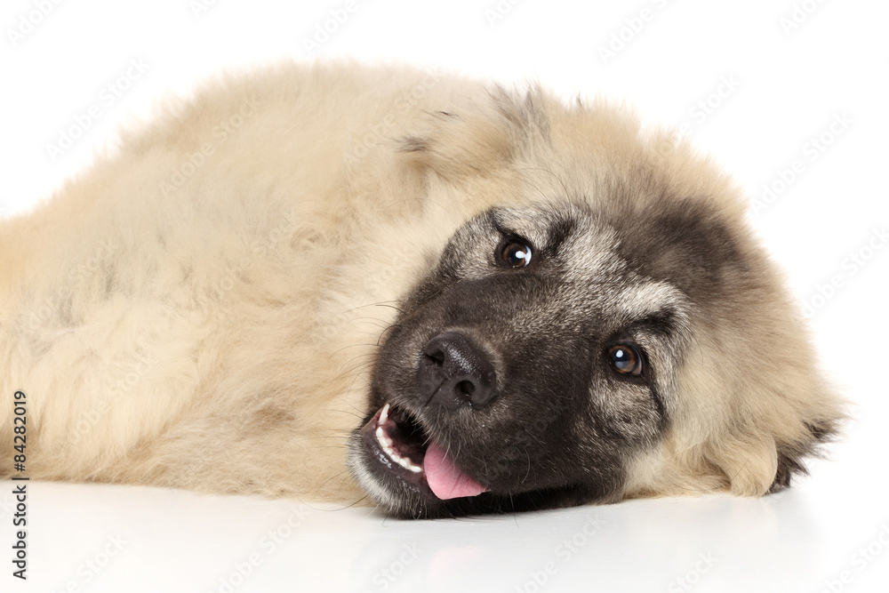 Obraz premium Caucasian shepherd resting