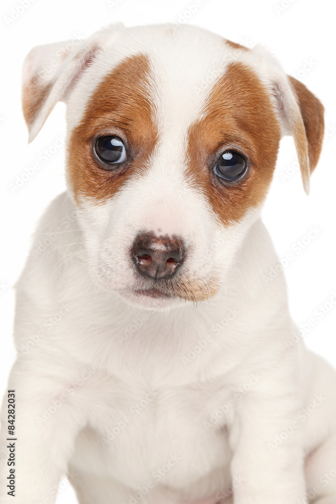Jack Russell terrier isolated on white background