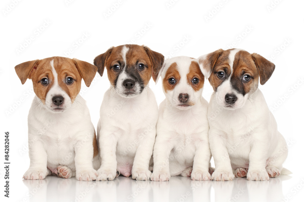 Group of Jack Russell puppies