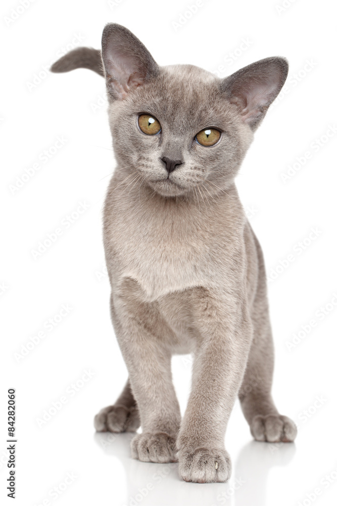 Burmese kitten Close-up portrait