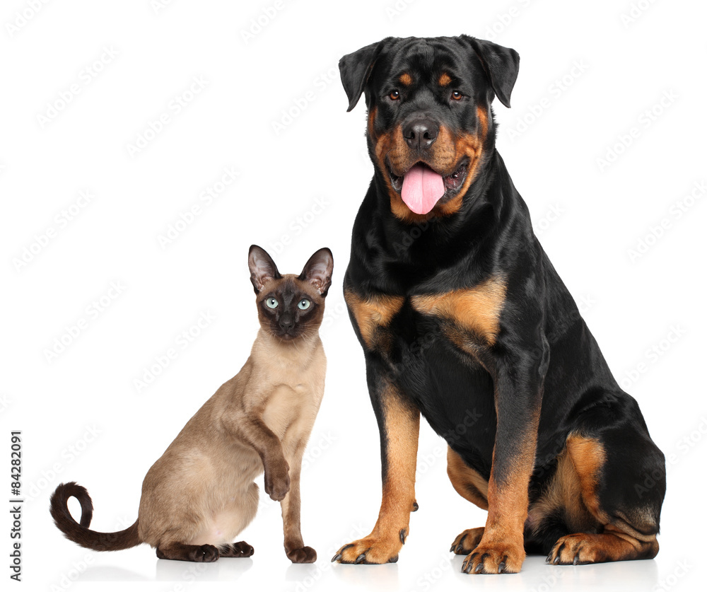 Cat and dog in front of white background