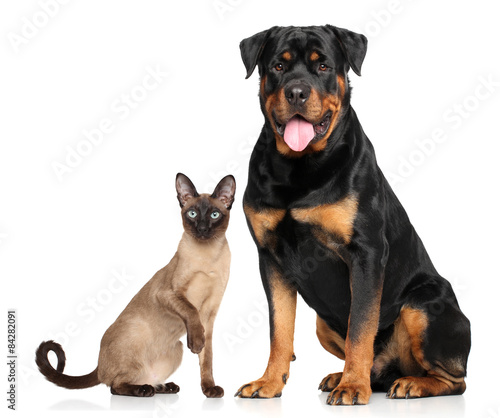 Fototapeta Naklejka Na Ścianę i Meble -  Cat and dog in front of white background