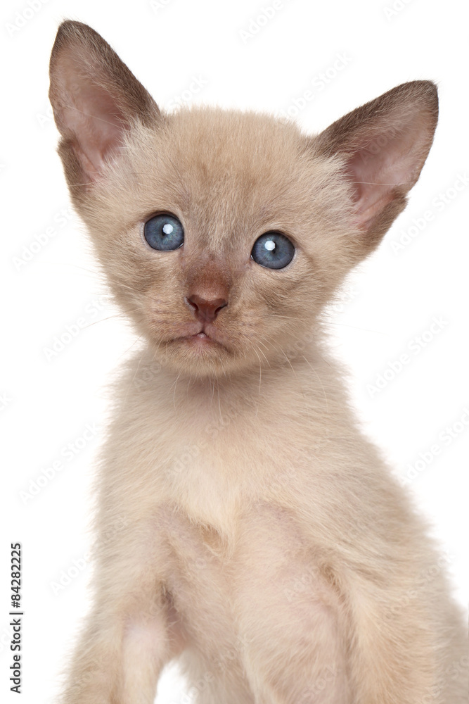 Cute Oriental kitten