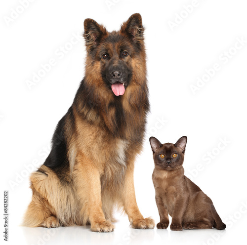 Fototapeta Naklejka Na Ścianę i Meble -  Dog and Cat together