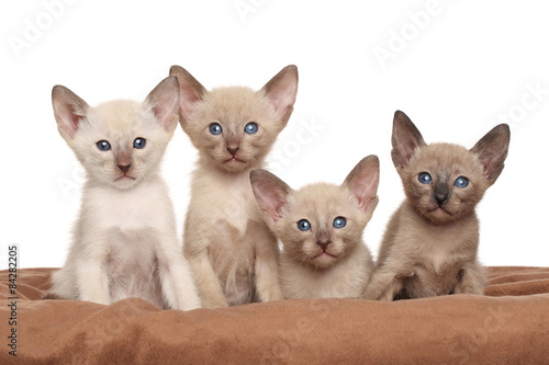 Oriental kittens on brown blanket © jagodka