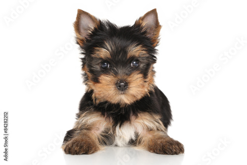 Fototapeta Naklejka Na Ścianę i Meble -  Yorkshire terrier puppy