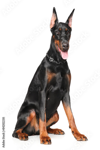 Print op canvas Young Doberman on white background