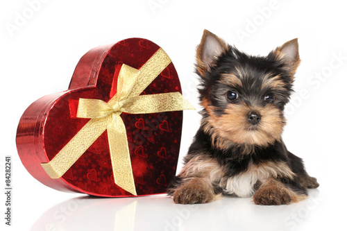 Fototapeta Naklejka Na Ścianę i Meble -  Yorkshire terrier puppy and red heart