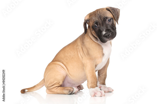 Fototapeta Naklejka Na Ścianę i Meble -  Staffordshire terrier puppy