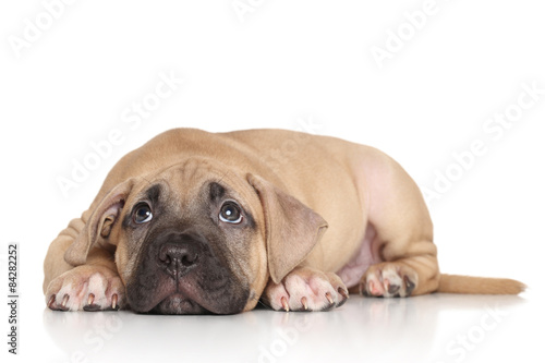 Fototapeta Naklejka Na Ścianę i Meble -  American Staffordshire terrier puppy