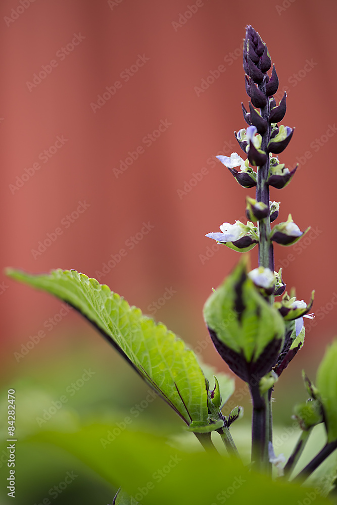 Obraz premium Digiplexis flower