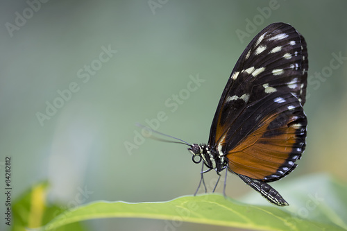 Tiger Longwing butterfly - Heliconius hecale © Nicola Gordon