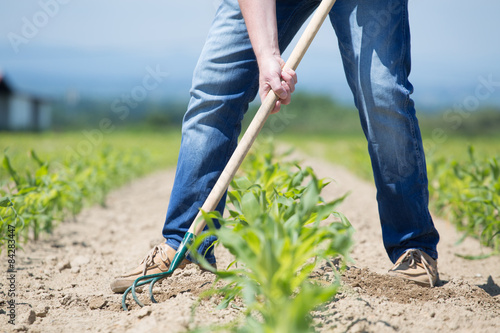 Photography Hoeing corn field