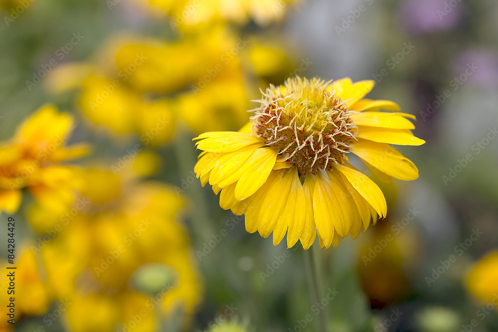 Blanket Flower - Gaillardia Commotion Moxie Blanket Flower - Gaillardia Commotion Moxie
