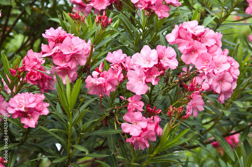 Oleander rose bay flower with leave Nerium oleander L.