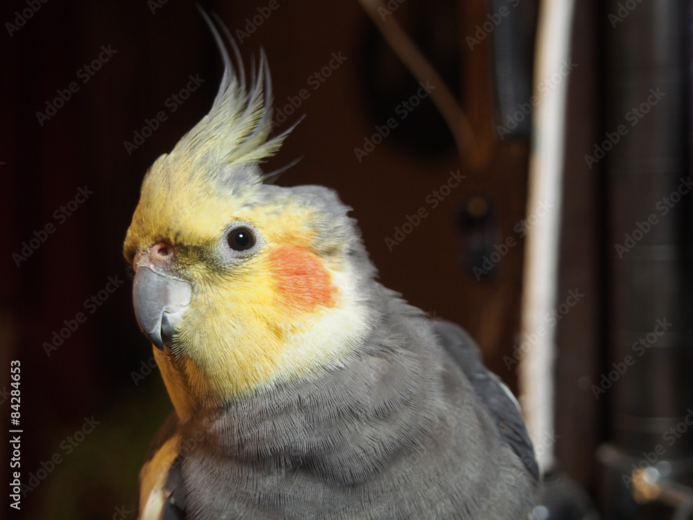 Cockatiel
オカメインコ Cockatiel
オカメインコ
