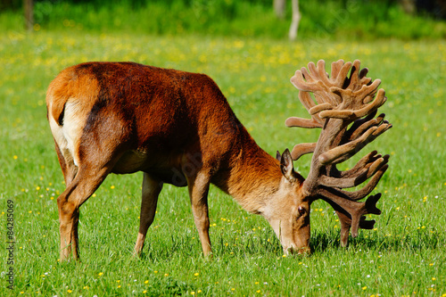 red deer stag in velvet photo