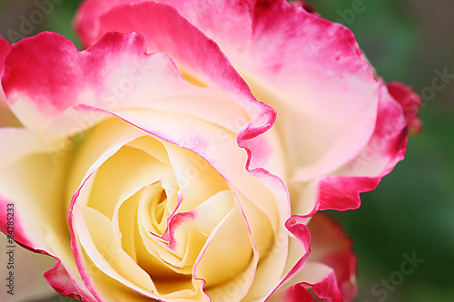 Hybrid Tea Rose - Double Delight