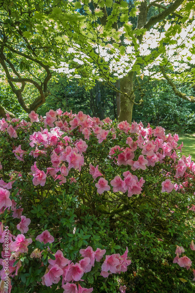 Pink Azaleas