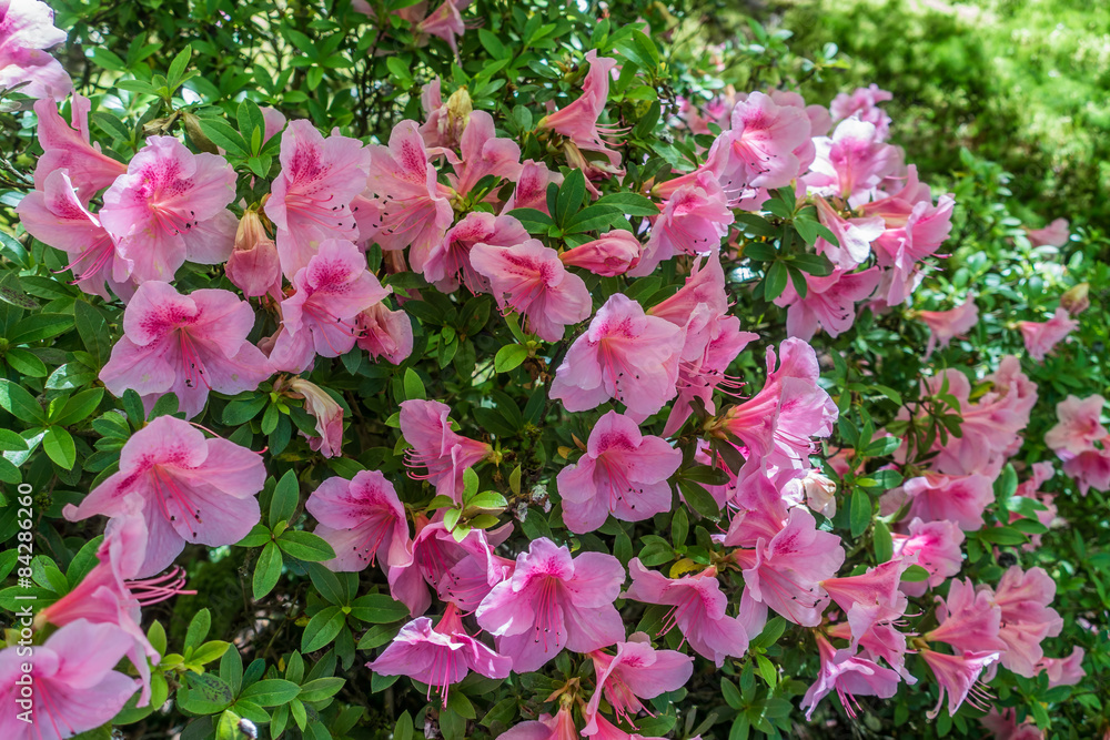 Pink Azaleas Closeup