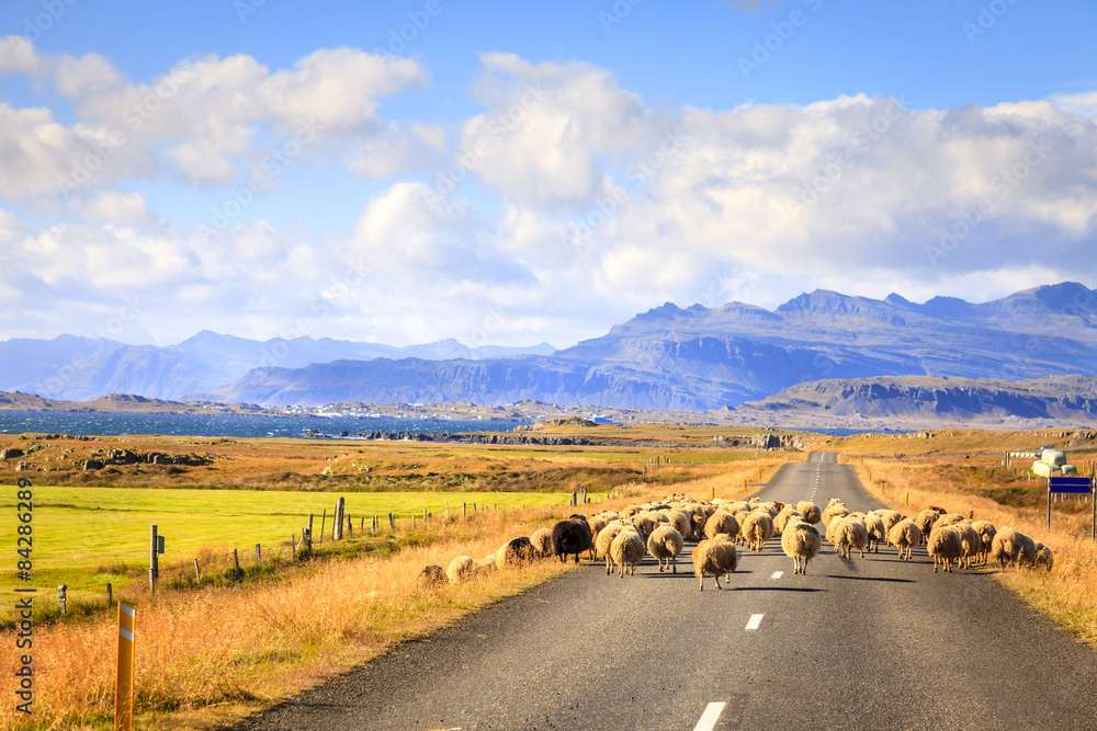 Obraz premium Sheep on the road in Iceland
