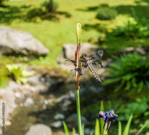 Draonfly On Stem photo